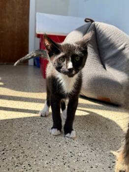 Rescue Domestic Short Hair Cats for Adoption in Newberg, Oregon - Vervain | PetCurious