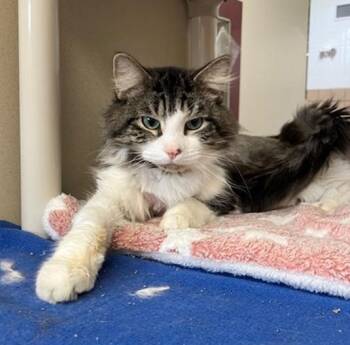 EGGO -  Domestic Short Hair Cat for Adoption in Springfield, Massachusetts - EGGO | PetCurious