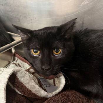 Luna -  Domestic Short Hair Cat for Adoption in Hilton Head Island, South Carolina - Luna | PetCurious