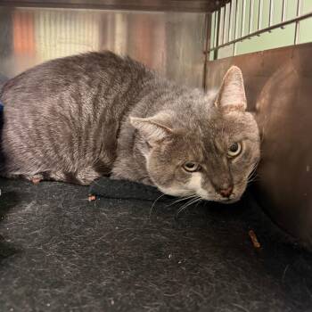 Castaway -  Domestic Short Hair Cat for Adoption in Richmond, Indiana - Castaway | PetCurious