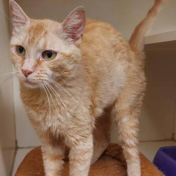 Sunflower -  Domestic Short Hair Cat for Adoption in Dayton, Ohio - Sunflower | PetCurious