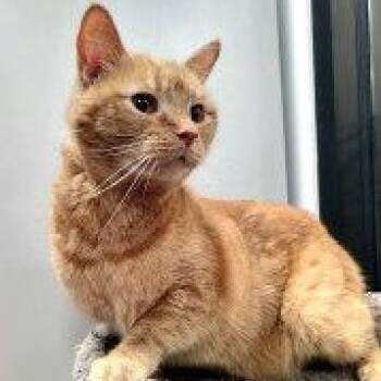 Rescue Tabby Cats for Adoption in Henderson, Nevada - BARON | PetCurious