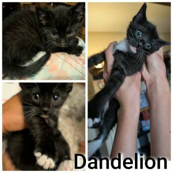 63198 Dandelion -  Domestic Short Hair Cat for Adoption in Bend, Oregon - 63198 Dandelion | PetCurious