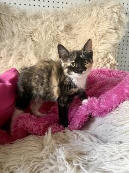 Matcha -  Domestic Medium Hair Cat for Adoption in Jefferson, Louisiana - Matcha | PetCurious