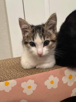 Spork -  Domestic Short Hair Cat for Adoption in Fort Collins, Colorado - Spork | PetCurious