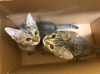 BRIGID -  Domestic Short Hair Cat for Adoption in Tustin, California - BRIGID | PetCurious