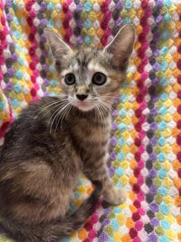 Raisin Bran -  Domestic Short Hair Cat for Adoption in Cleveland, Ohio - Raisin Bran | PetCurious