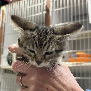 Domestic Short Hair Cats Available for Adoption in Hannibal, Missouri - Nala | PetCurious