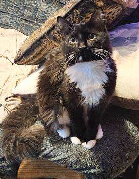 Domestic Medium Hair Cats Available for Adoption in Seven Valleys, Pennsylvania - Hylia | PetCurious