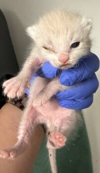 Rescue Domestic Medium Hair Cats for Adoption in Ontario, California - GLITTER-NEEDS A FOSTER | PetCurious