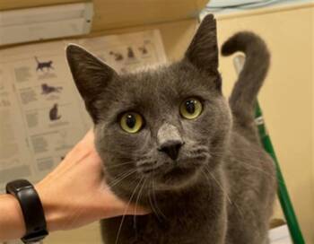 TINMAN -  Domestic Short Hair Cat for Adoption in Clyde, North Carolina - TINMAN | PetCurious