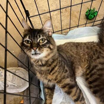 Domestic Medium Hair Cats Available for Adoption in Houston, Texas - Jell-O | PetCurious