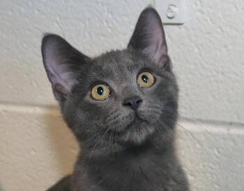 Bruce Wayne -  Russian Blue Cat for Adoption in Euclid, Ohio - Bruce Wayne | PetCurious