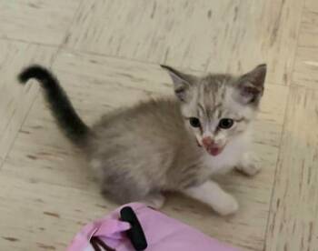 Biscuit -  Domestic Short Hair Cat Available for Adoption in Bossier City, Louisiana - Biscuit | PetCurious