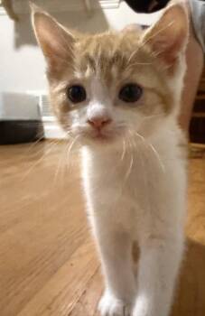 Creamsicle -  Domestic Short Hair Cat for Adoption in Victor, New York - Creamsicle | PetCurious