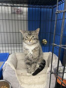 Domestic Short Hair Cats Available for Adoption - Sturm | PetCurious
