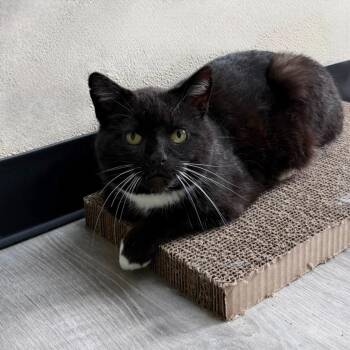 Silver Fox -  Domestic Short Hair Cat for Adoption in State College, Pennsylvania - Silver Fox | PetCurious