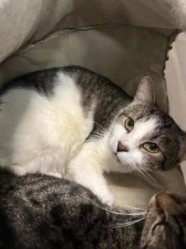 Rescue Domestic Short Hair Cats for Adoption in Winona, Minnesota - Porcupine | PetCurious