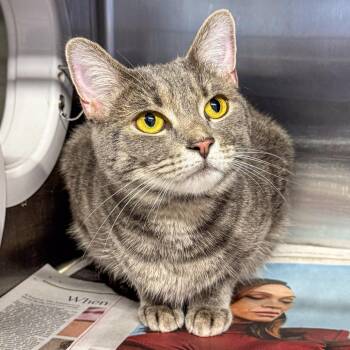 Domestic Short Hair Cats Available for Adoption in Kennebunk, Maine - Squirt | PetCurious