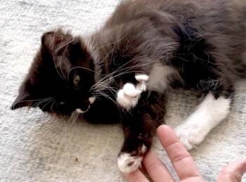 Freddie -  Domestic Long Hair Cat Available for Adoption in Ventura, California - Freddie | PetCurious
