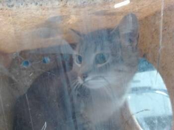 ANNA -  Domestic Short Hair Cat for Adoption in Albuquerque, New Mexico - ANNA | PetCurious