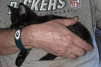 Tiny Spoon -  Domestic Short Hair Cat for Adoption in Fort Collins, Colorado - Tiny Spoon | PetCurious