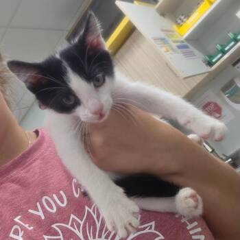 Funny Finch -  Domestic Short Hair Cat for Adoption in Chattanooga, Tennessee - Funny Finch | PetCurious