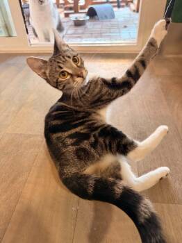 Limu Emu -  Domestic Short Hair Cat for Adoption in Vancouver, Washington - Limu Emu | PetCurious