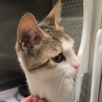 Ambrosia -  Domestic Short Hair Cat for Adoption in Chattanooga, Tennessee - Ambrosia | PetCurious