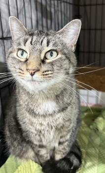 Kangaroo -  Domestic Short Hair Cat for Adoption in Westfield, Massachusetts - Kangaroo | PetCurious