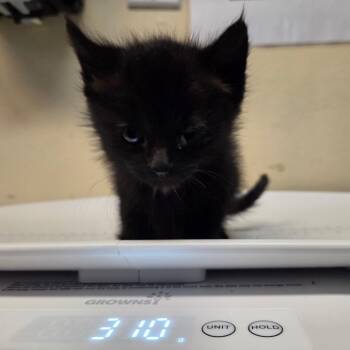 Domestic Short Hair Cats Available for Adoption in Pasadena, California - Beau | PetCurious
