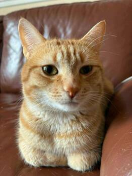 Sébastien -  Tabby Cat for Adoption in Montreal, Quebec - Sébastien | PetCurious