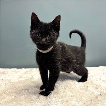 Rescue Domestic Short Hair Cats for Adoption in Hannibal, Missouri - The White Rabbit | PetCurious