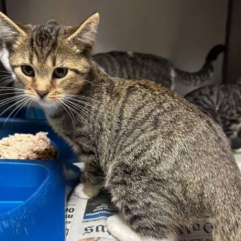 Rescue Domestic Short Hair Cats for Adoption in Washington, District Of Columbia - (16750) | PetCurious