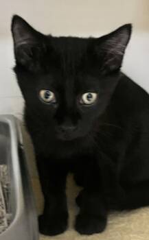 Rescue Domestic Short Hair Cats for Adoption in Savannah, Georgia - Sid (Bonded With Bonnie)(Pounce Cat Cafe) | PetCurious