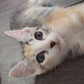 Chloe -  Domestic Short Hair Cat Available for Adoption in Tustin, California - Chloe | PetCurious