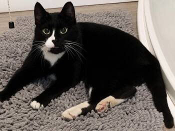 Cammie -  Domestic Short Hair Cat for Adoption in Lemoyne, Pennsylvania - Cammie | PetCurious
