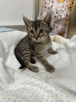 Cooper -  Tabby Cat for Adoption in Parlier, California - Cooper | PetCurious