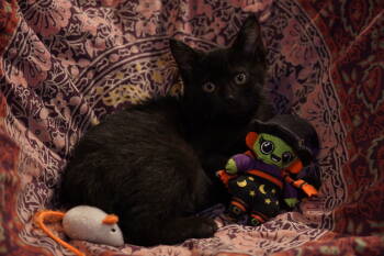 Rescue Domestic Short Hair Cats for Adoption in Cincinnati, Ohio - Wednesday | PetCurious