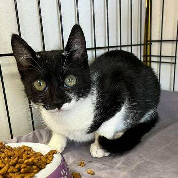 Cowgirl -  Domestic Short Hair Cat for Adoption in Candler, North Carolina - Cowgirl | PetCurious