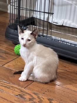 Pawly Shores (Polydactyl) - Bonded w/Little Peanut -  Domestic Short Hair and Siamese Cat for Adoption in Little Rock, Arkansas - Pawly Shores (Polydactyl) - Bonded W/Little Peanut | PetCurious