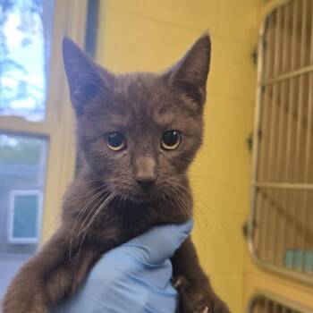 Bernadette -  Domestic Short Hair Cat for Adoption in East Hanover, New Jersey - Bernadette | PetCurious