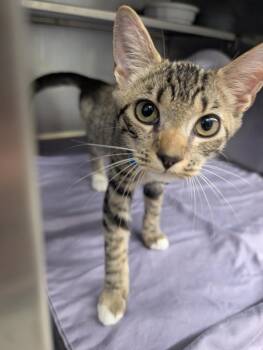 Minerva -  American Shorthair Cat for Adoption in Plymouth, Connecticut - Minerva | PetCurious
