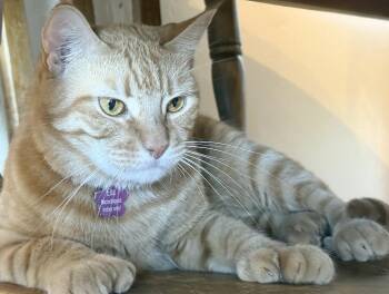Etta (Call or Text Kelsey 586-764-9170) -  Tabby Cat for Adoption in Sedona, Arizona - Etta (Call Or Text Kelsey 586-764-9170) | PetCurious
