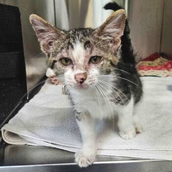 Rescue Domestic Short Hair Cats for Adoption in Austin, Texas - Sneezy Hat | PetCurious