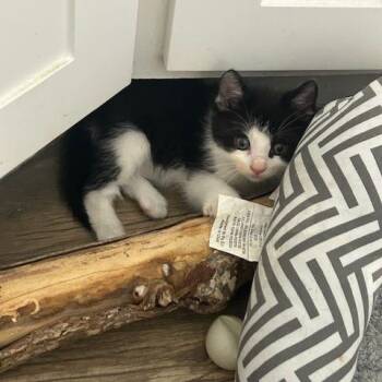 Domestic Medium Hair Cats Available for Adoption in League City, Texas - Bjorn | PetCurious