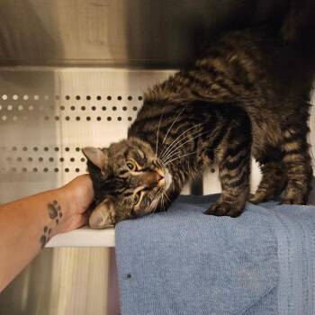 Mancoon -  Domestic Medium Hair Cat for Adoption in Warwick, Rhode Island - Mancoon | PetCurious