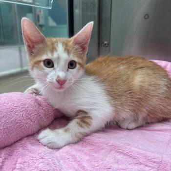 Grasshopper -  Domestic Short Hair Cat for Adoption in Corpus Christi, Texas - Grasshopper | PetCurious