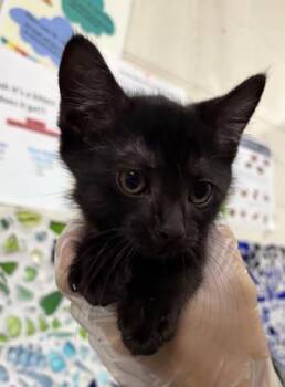 Domestic Short Hair Cats Available for Adoption in Pensacola, Florida - SELTZY | PetCurious