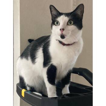 Rescue Domestic Short Hair Cats for Adoption in Morgan Hill, California - Bonnie | PetCurious